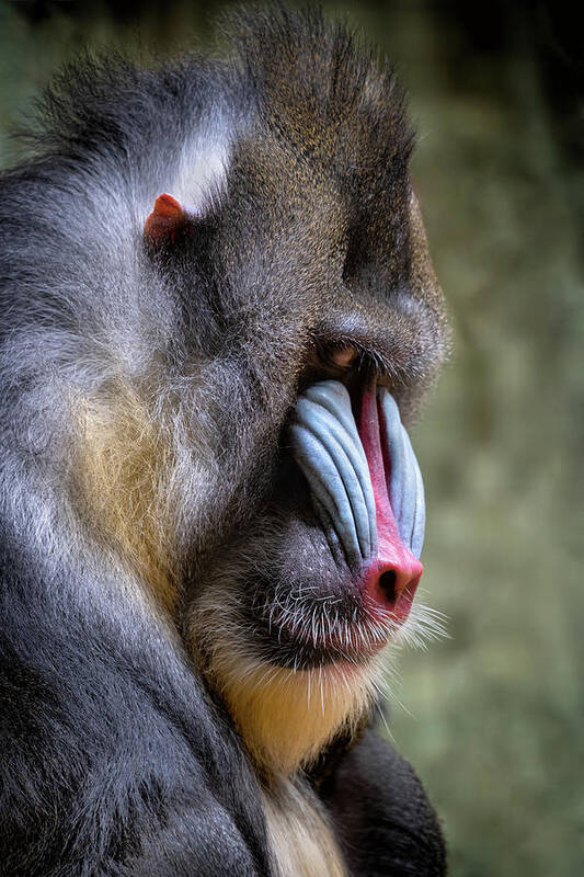 Mandrill Art Print featuring the photograph Portrait of Mandrill #1 by Artur Bogacki