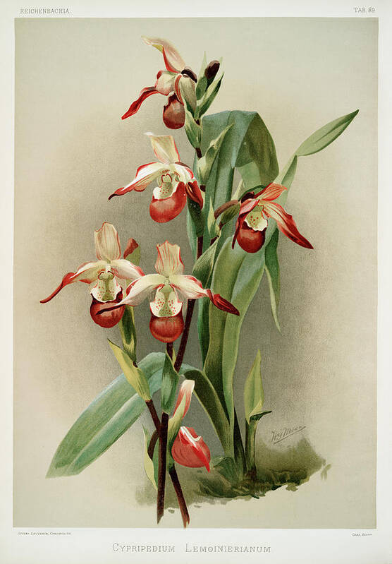 Reichenbachia Orchids Art Print featuring the mixed media Reichenbachia Orchids #1 by World Art Collective
