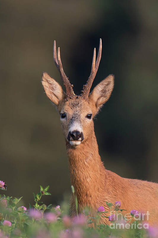 European Art Print featuring the photograph Roebuck #1 by Arterra Picture Library