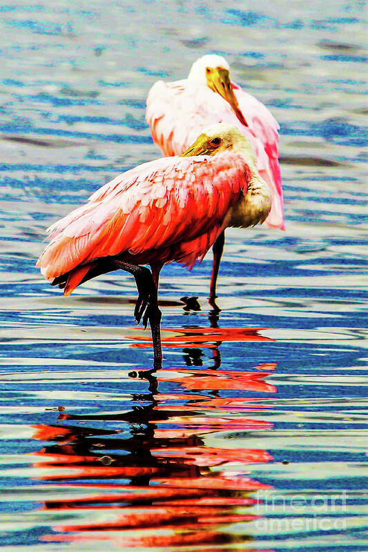 Roseate Spoonbills Art Print featuring the photograph Roseate spoonbills #1 by Joanne Carey