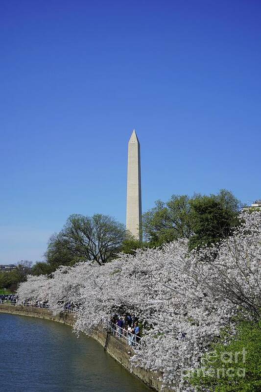  Art Print featuring the photograph Cherry Blossoms Washington DC #10 by Annamaria Frost