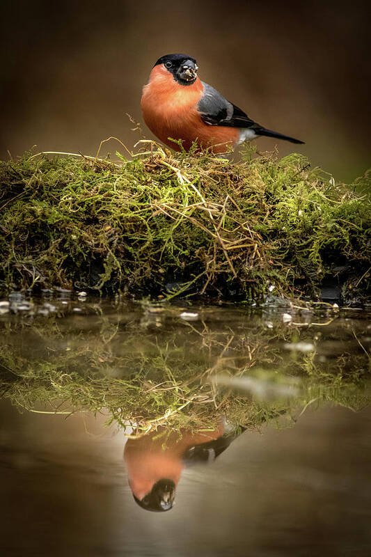 Animal Art Print featuring the photograph Bullfinch #2 by Chris Smith