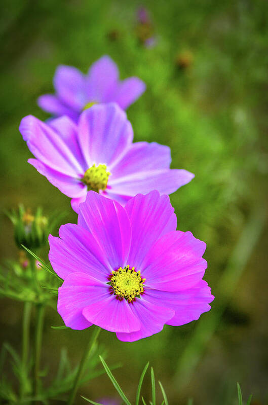 Green Background Art Print featuring the photograph Cosmos Flower #2 by Carlos Caetano