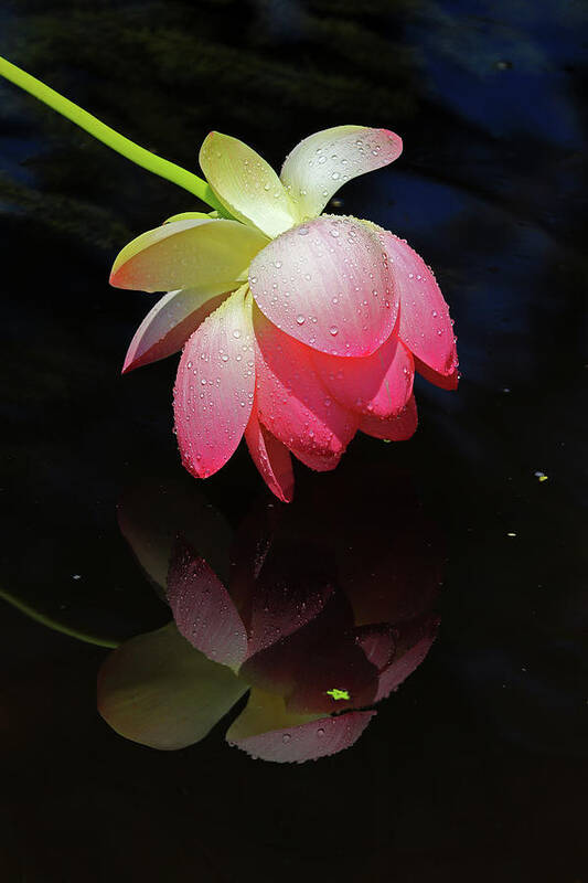 Lotus Flower Art Print featuring the photograph Lotus Flower Drooping in the Rain #2 by Shixing Wen