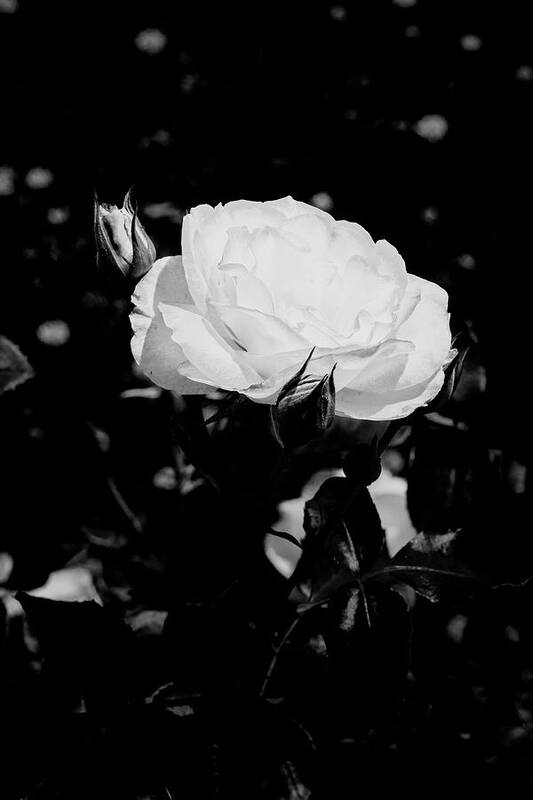 Nicole Carol Miller Art Print featuring the photograph 22.2024-1 Nicole Carol Miller Rose Black and White #222024 by M K Miller