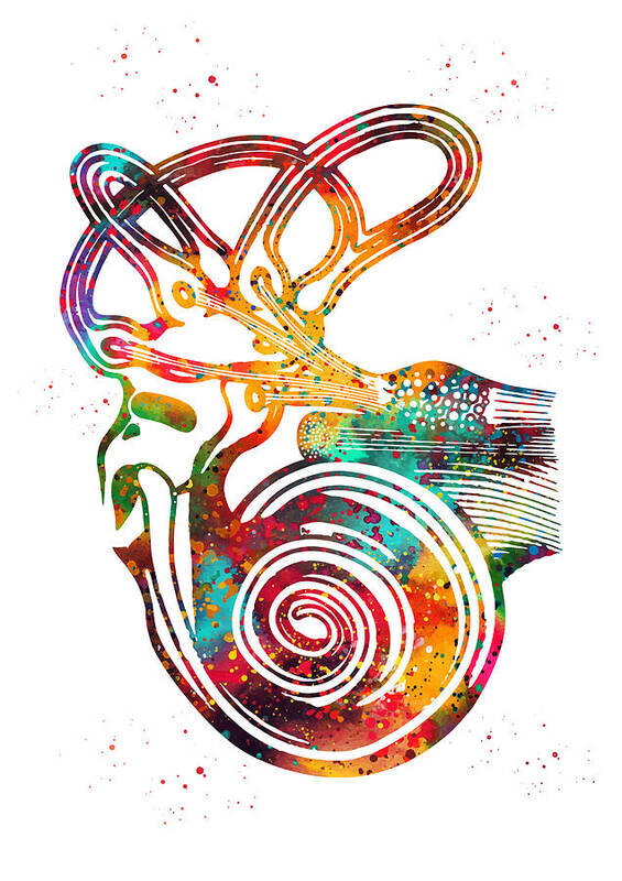 Ear Anatomy Art Print featuring the digital art Ear anatomy #3 by Erzebet S