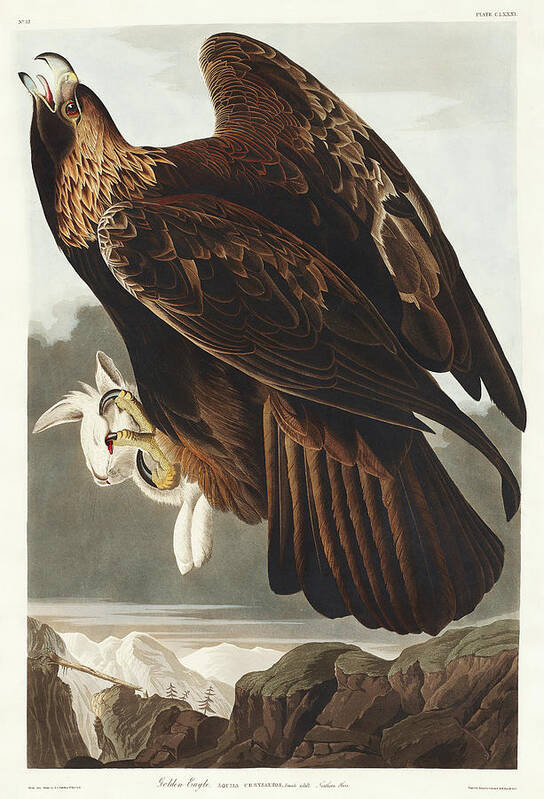 Audubon Birds Art Print featuring the drawing Golden Eagle #3 by John James Audubon