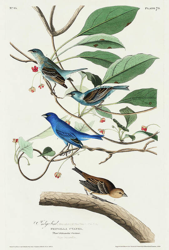 Audubon Birds Art Print featuring the drawing Indigo Bird #3 by John James Audubon