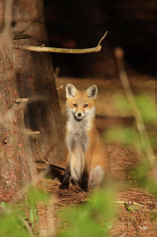 Red Fox Art Print featuring the photograph Red Fox #4 by Brook Burling