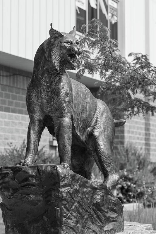 Montana State University Art Print featuring the photograph Montana State University Bobcat statue in black and white #4 by Eldon McGraw