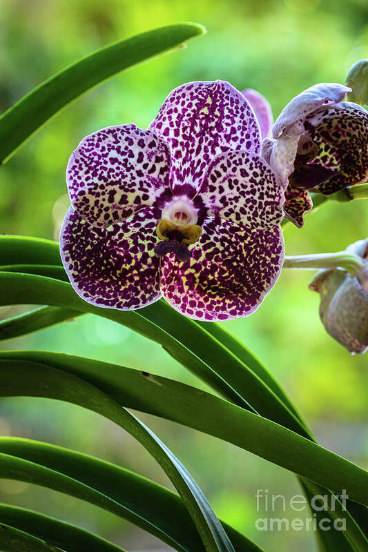 Ascda Kulwadee Fragrance Art Print featuring the photograph Spotted Vanda Orchid Flowers #4 by Raul Rodriguez