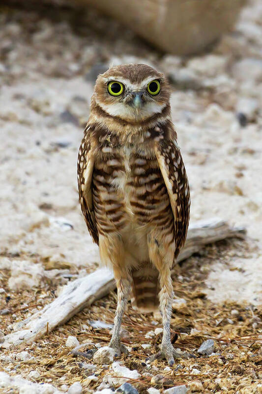 Burrowing Owls Art Print featuring the photograph Standing Tall #4 by James Marvin Phelps
