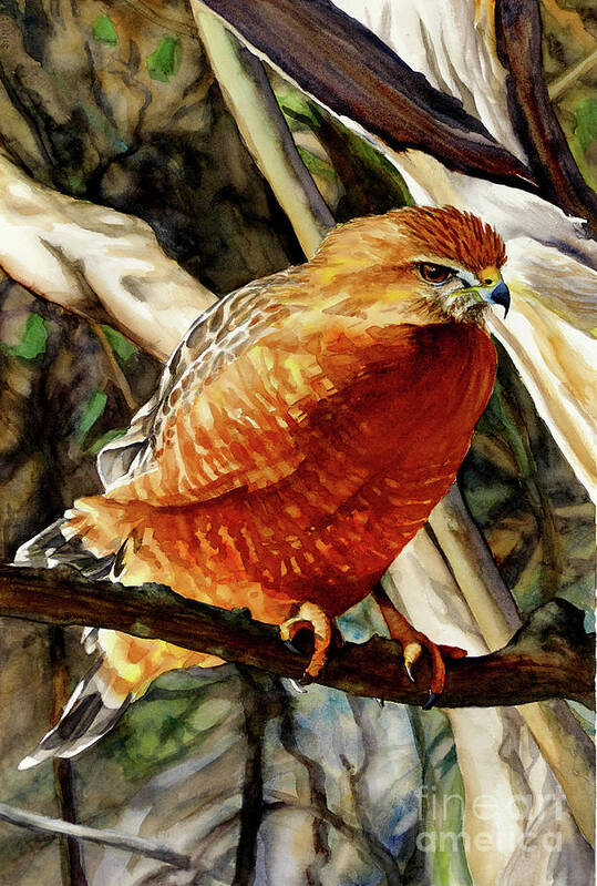 Placer Arts Art Print featuring the painting #431 Red-shouldered Hawk #431 by William Lum