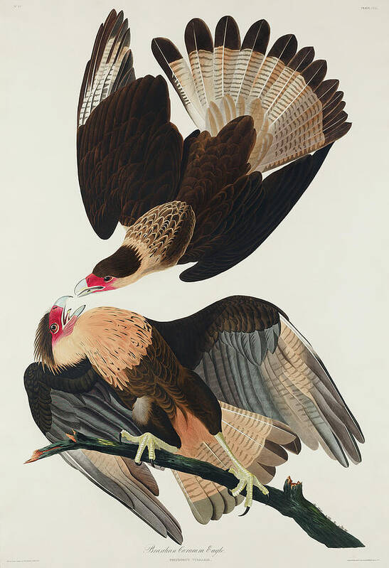 Audubon Birds Art Print featuring the drawing Brasilian Caracara Eagle #5 by John James Audubon