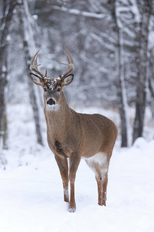 Whitetail Art Print featuring the photograph Whitetail Buck #58 by Brook Burling