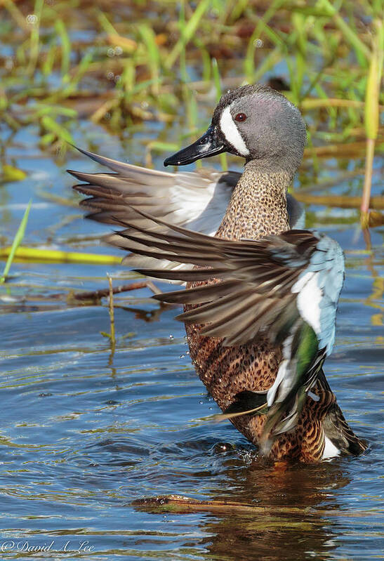 Birds Art Print featuring the photograph A Blue-winged Teal by David Lee