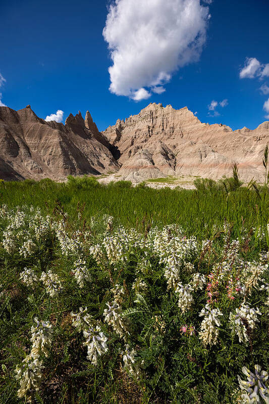 Badlands National Park Art Print featuring the photograph Badlands N Flowers by Aaron J Groen