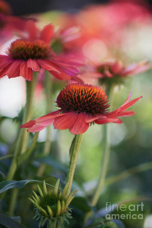 Coneflowers Art Print featuring the photograph A shining Pink Coneflower by Abigail Diane Photography