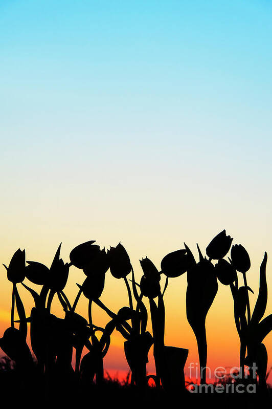 Tulips Art Print featuring the photograph A Silhouette of Tulips by Tim Gainey