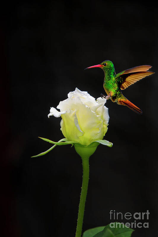 2202f Art Print featuring the photograph A White Rosebud Visited By Tom Thumb by Al Bourassa