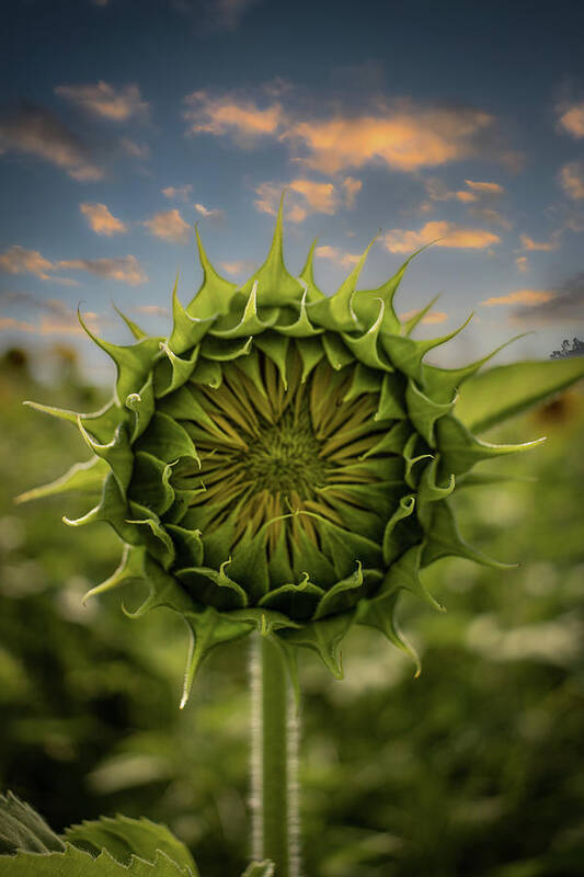 Sunflower Art Print featuring the photograph About To Pop Out by Rick Nelson