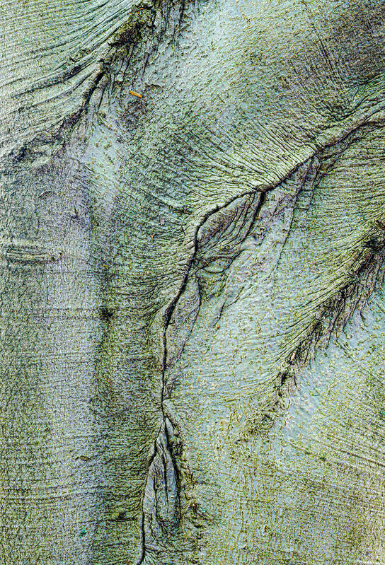 Tree Art Print featuring the photograph Abstract In The Tree Bark by Gary Slawsky