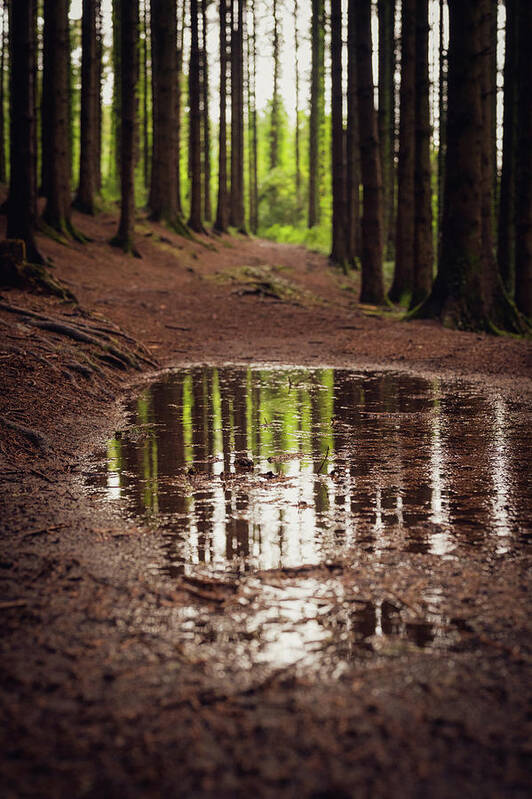 Forest Art Print featuring the photograph After the rains came by Gavin Lewis