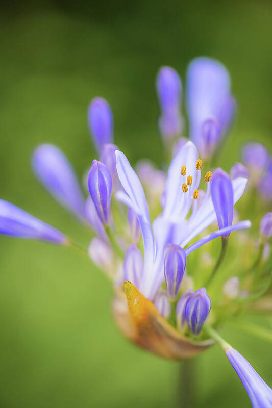 Agapanthus Art Print featuring the photograph Agapanthus by Alexander Kunz