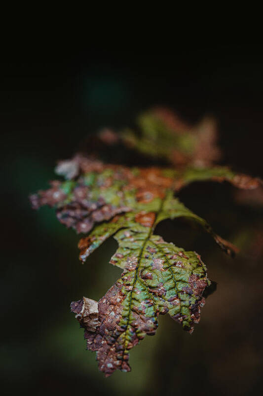 Autumn Art Print featuring the photograph Aged Leaf in the Woods by Ada Weyland