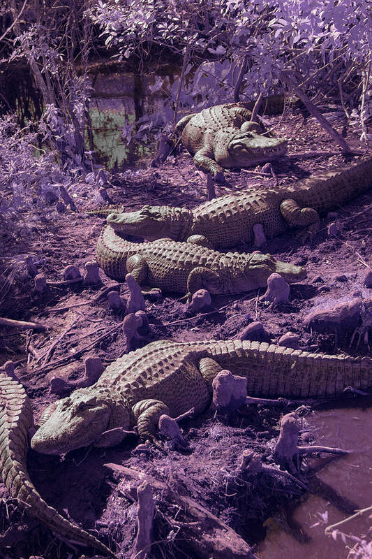 Alligator Art Print featuring the photograph Alligators by Carolyn Hutchins
