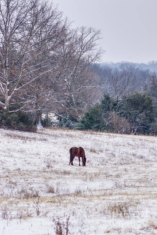 Horse Art Print featuring the photograph Alone In The Snow by Jennifer White