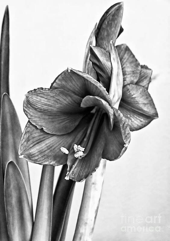 Flowers Art Print featuring the photograph Amaryllis Belladonna by Marcia Lee Jones