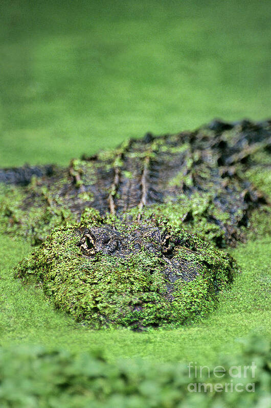 Dave Welling Art Print featuring the photograph American Alligator In Duckweed Louisiana by Dave Welling