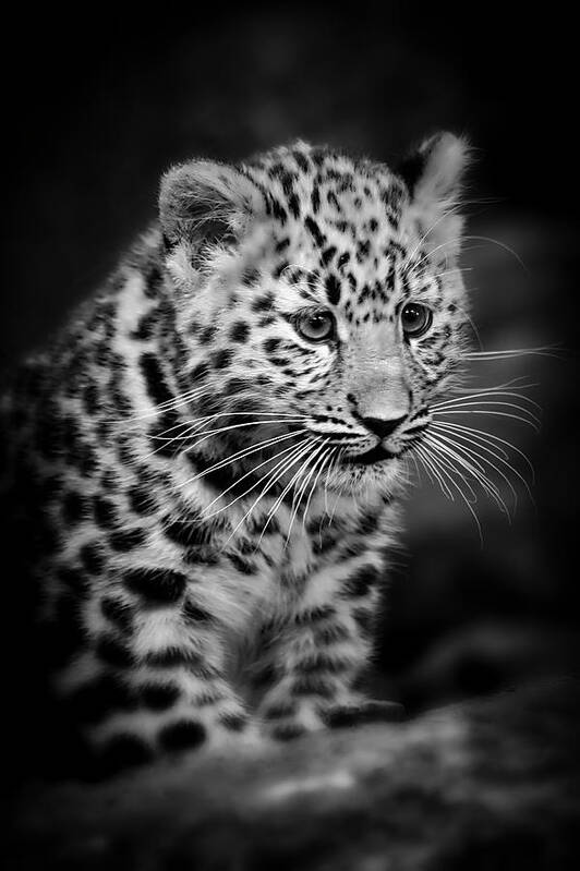 Amur Art Print featuring the photograph Amur Leopard Cub - B/W by Chris Boulton