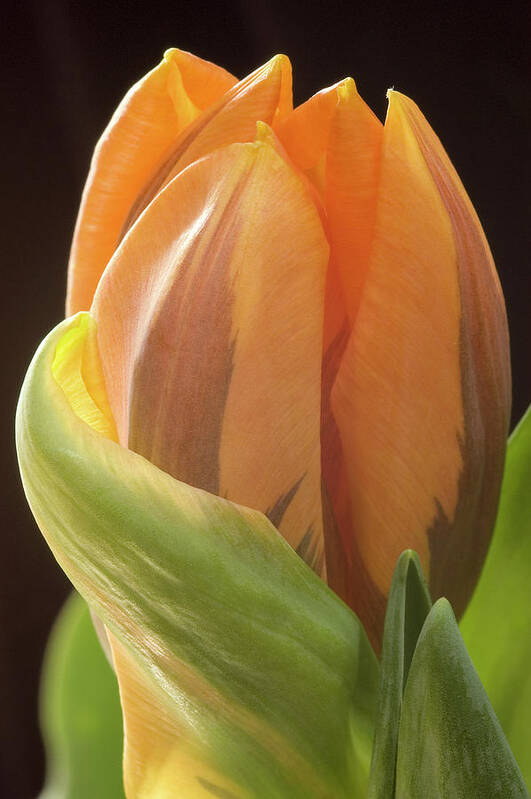 Tulip Art Print featuring the photograph Apricot Tulip by Jill Love