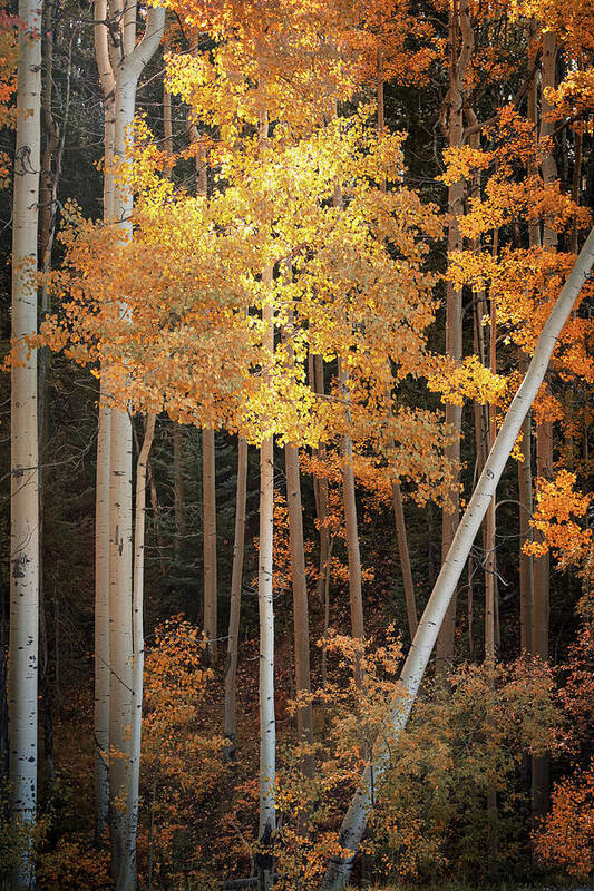 Scenics Art Print featuring the photograph Aspen Glow by Mary Lee Dereske