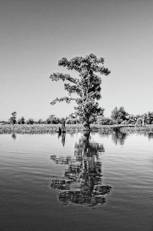 Tree Art Print featuring the photograph Atchafalaya Basin Southern Louisiana 2021 BW 60 by Maggy Marsh