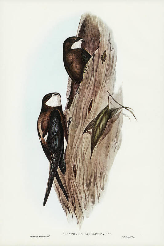 Australian Spine-tailed Swallow Art Print featuring the drawing Australian Spine-tailed Swallow, Acanthylis caudacuta by John Gould