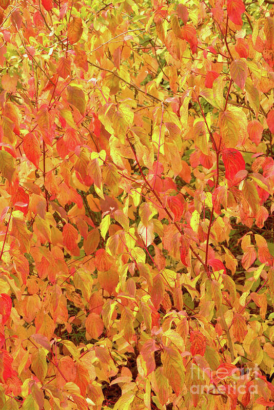 Nature Art Print featuring the photograph Autumn Abstract by Stephen Melia