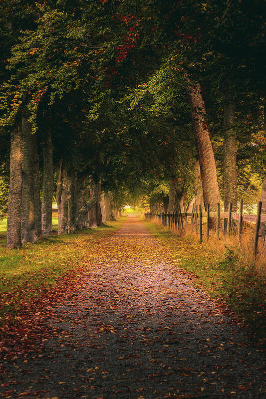 Autumn Art Print featuring the photograph Autumn Country Road by Nicklas Gustafsson