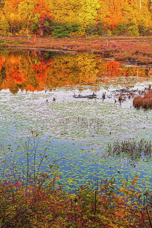 Pond Art Print featuring the photograph Autumn Layers by Angelo Marcialis