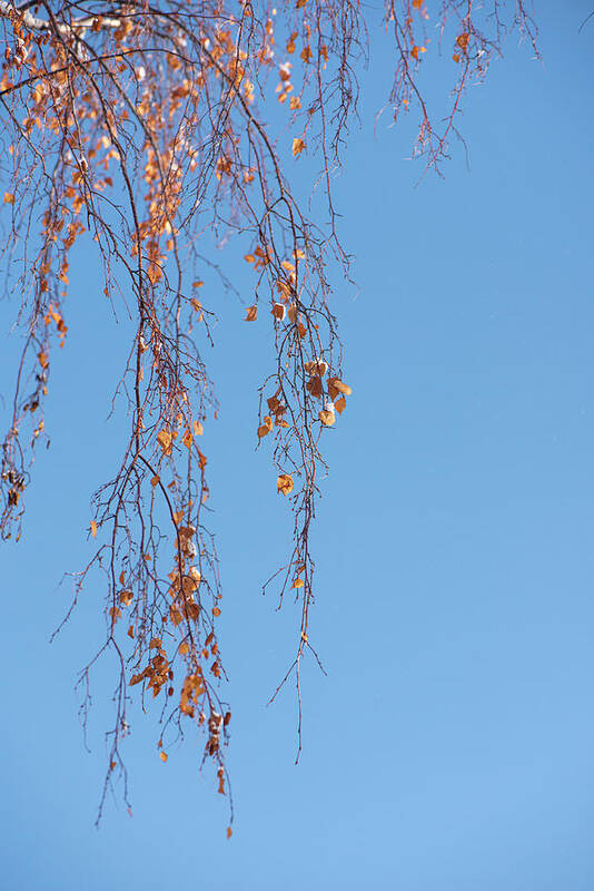 Autumn Art Print featuring the photograph Autumn Weeping Birch by Phil And Karen Rispin