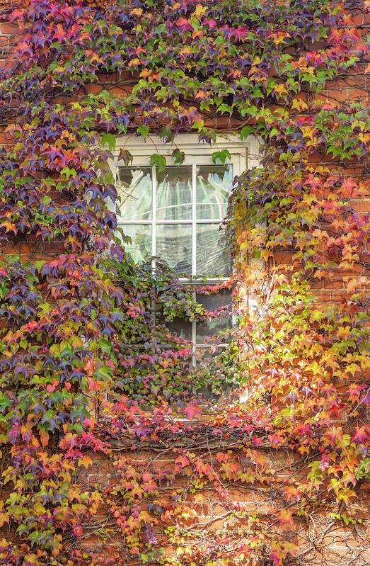 The Pig Hill Inn Art Print featuring the photograph Autumn Window by Cate Franklyn