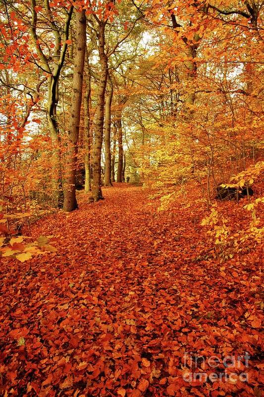 Autumn Art Print featuring the photograph Autumn woodland in Derbyshire by David Birchall