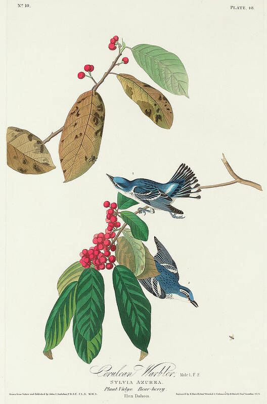 Audubon Birds Art Print featuring the drawing Azure Warbler by John James Audubon
