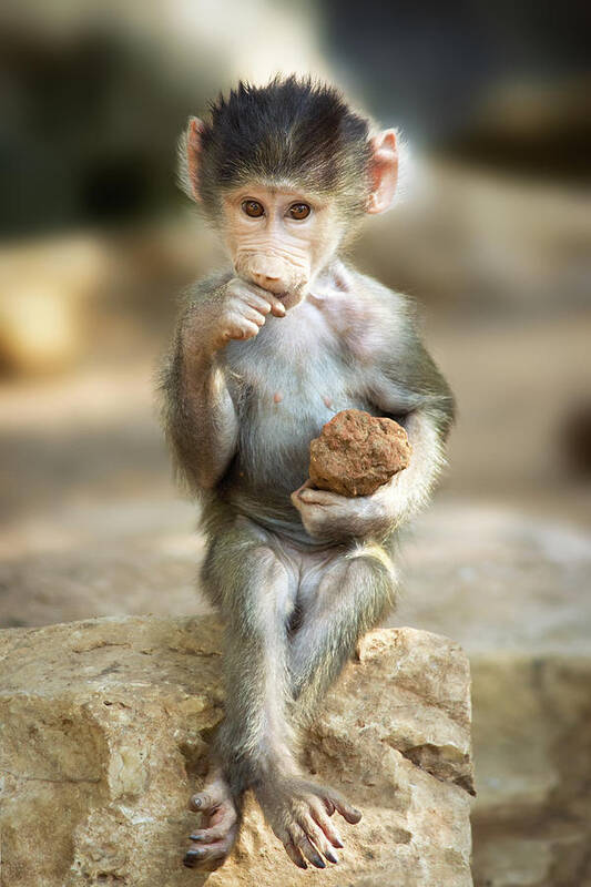 Baboon Art Print featuring the photograph Baboon Baby by Yuri Peress