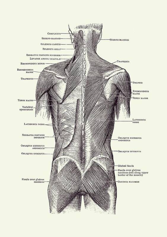 Glutes Art Print featuring the drawing Back and Glutes - Human Muscular System 2 by Vintage Anatomy Prints