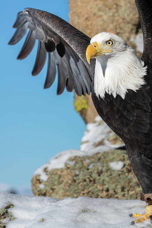 Bald Eagle Art Print featuring the photograph Bald Eagle Stretch by Phillip Rubino