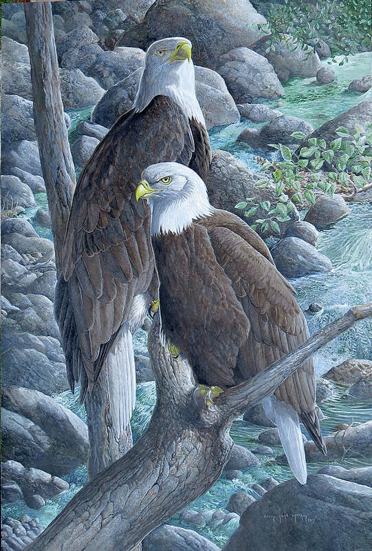 Bald Eagle Art Print featuring the painting Bald Eagles by Barry Kent MacKay