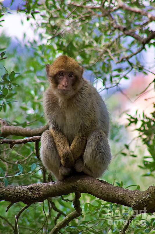 Monkey Art Print featuring the photograph Barbary macaque by Yvonne M Smith